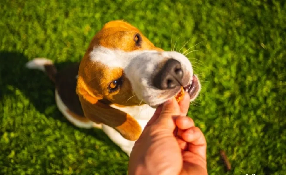 Entender mais sobre o petisco para cachorro pode te ajudar a escolher a melhor opção para seu pet