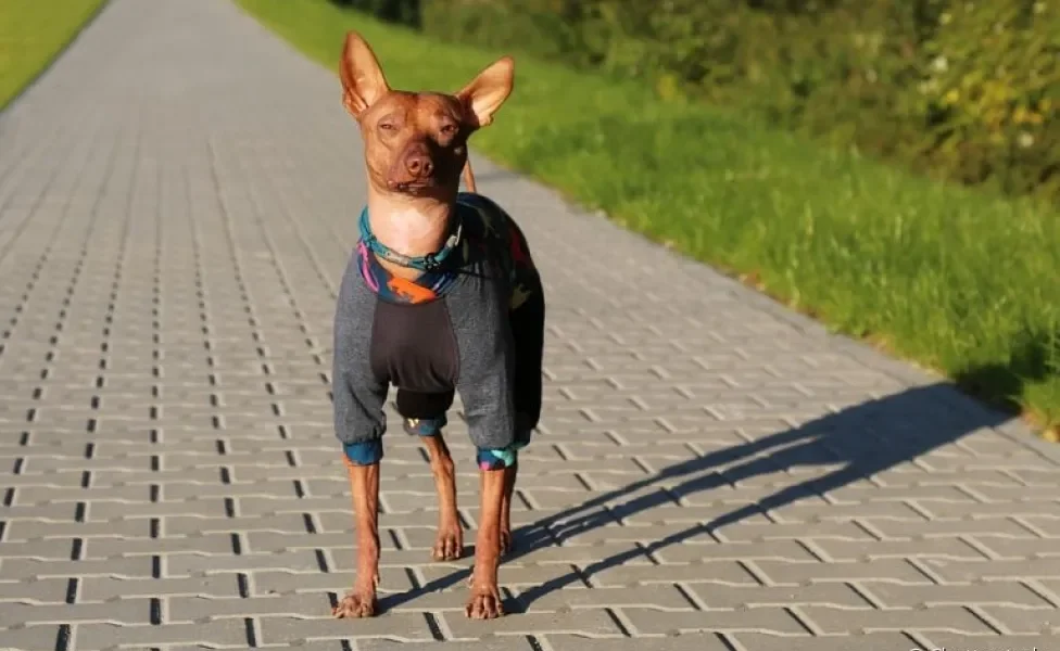 O cachorro sem pelo precisa ser protegido do sol e de baixas temperaturas