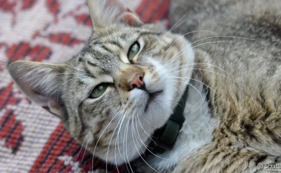 Histórico de saúde do pet pode ajudar na escolha da melhor coleira antipulgas para gatos