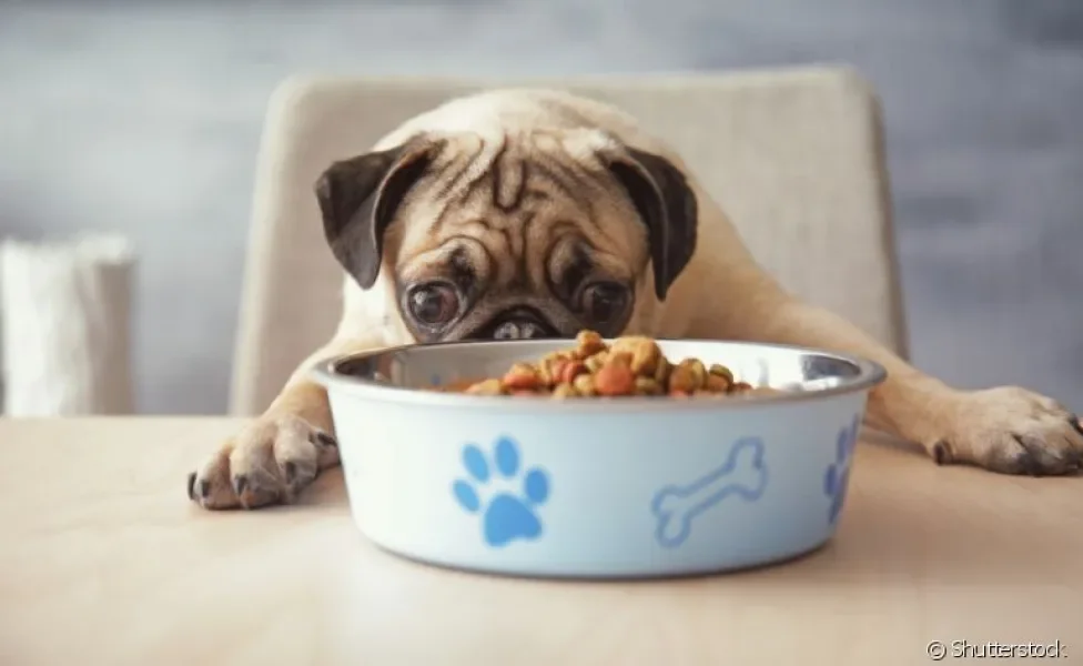 Cachorro não quer comer? Além de problemas de saúde, excesso de petiscos também pode causar isso