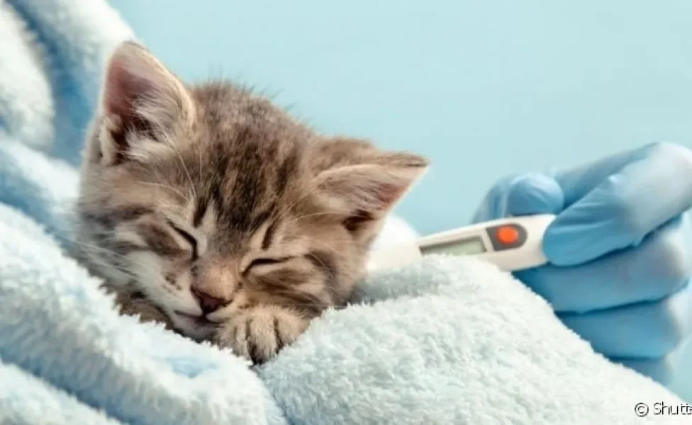 O gato com febre é um sinal de que há alguma alteração na saúde do animal