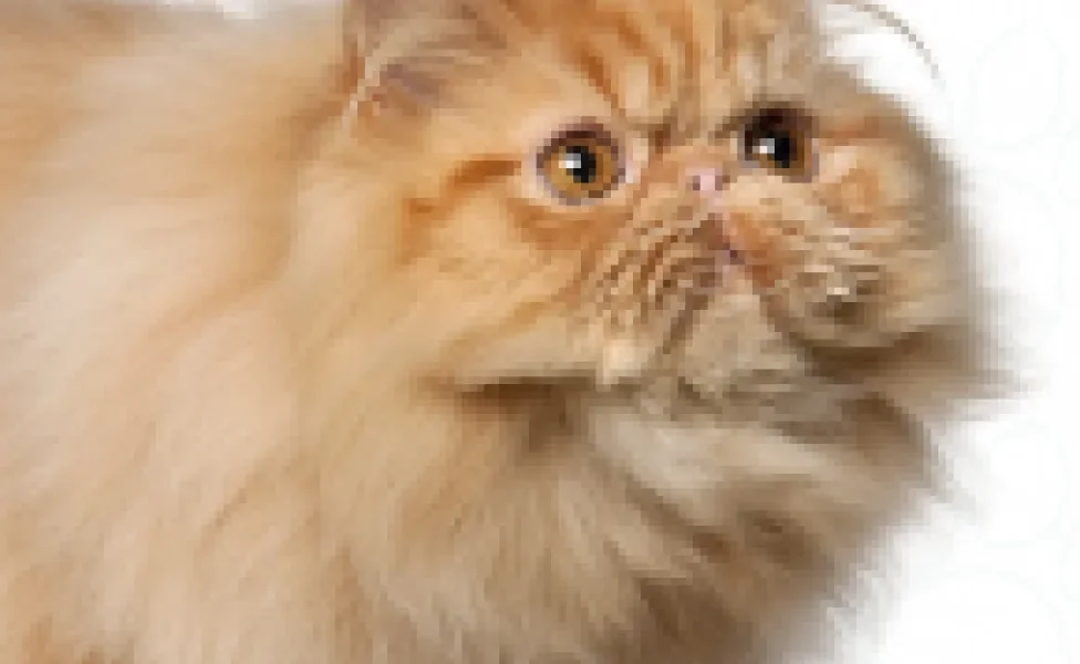 O gato Persa é uma companhia que pode surpreender com seu jeitinho meigo e carinhoso