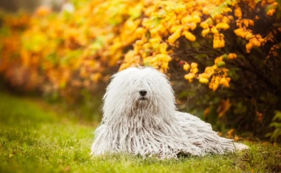 O Komondor é uma raça de cachorro com pelagem exótica e exuberante originária da Hungria