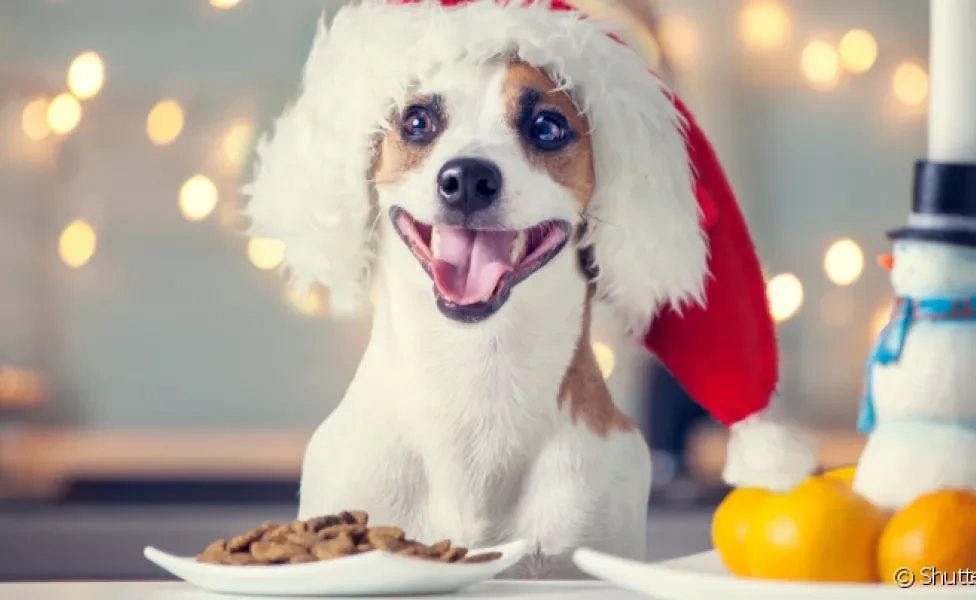 Petisco para cachorro é perfeito para celebrar o Natal junto com seu amigo de quatro patas