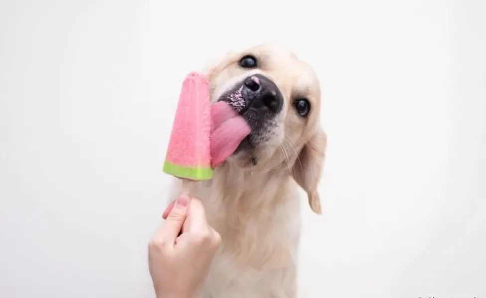 O picolé é um petisco para cachorro que ajuda a aliviar o calor nos doguinhos