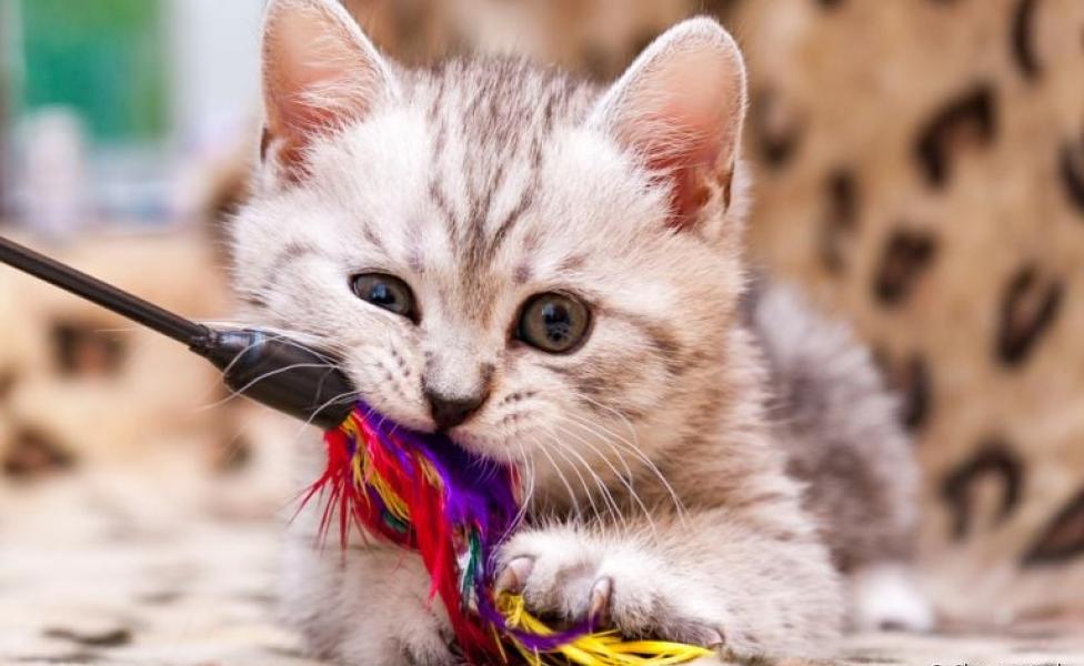 Escolher brinquedos para gatos agitados é mais fácil do que você imagina! Confira algumas dicas
