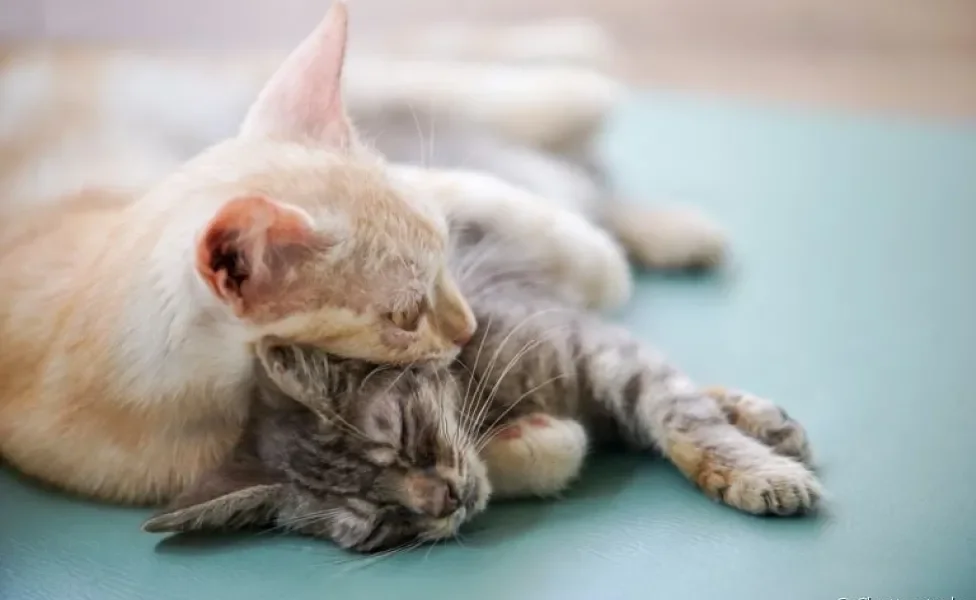 O luto de gato é comum, principalmente entre felinos que convivem há muito tempo juntos