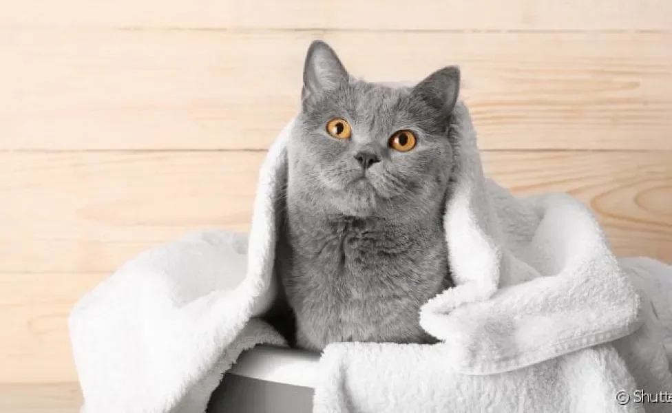 Shampoo a seco para gatos: uma das melhores opções do produto para os felinos