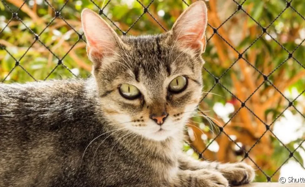 Tela de proteção para gatos: o cuidado deve se estender até na hora de escolher a melhor opção para a sua casa