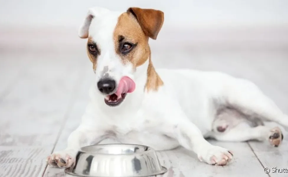Cachorro que come muito rápido pode ter complicações durante a digestão