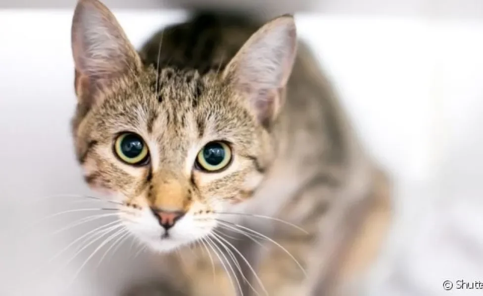 O olho de gato é sensível e pode sofrer com muitas doenças, como a uveíte felina
