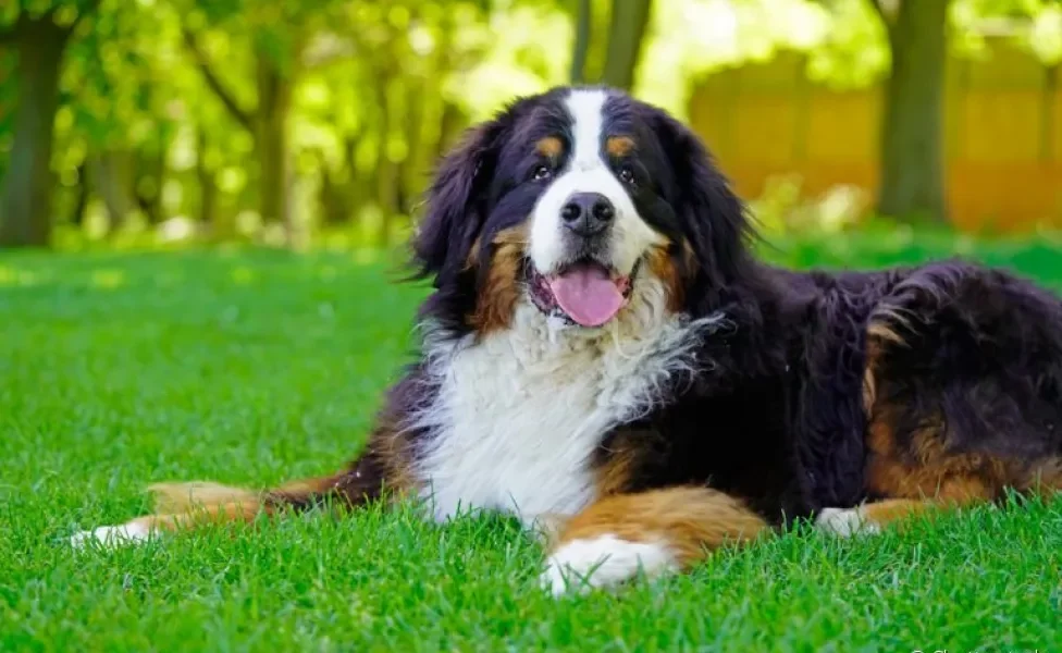 O Bernese Mountain Dog é extremamente companheiro, obediente e leal à sua família