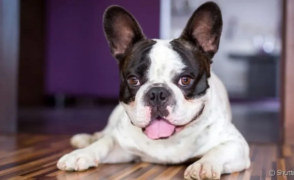 O Buldogue Francês é um cachorro de pequeno porte muito sociável, tranquilo e brincalhão