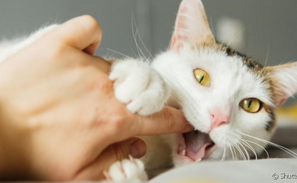 Gato que morde: comportamente pode indicar uma série de coisas
