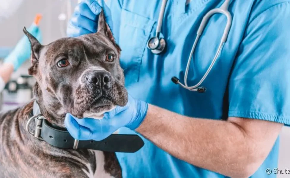 Giárdia em cães: vacina impede disseminação da doença no ambiente
