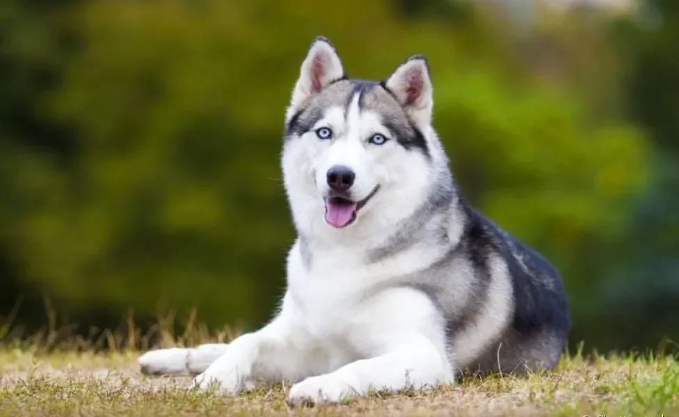 O Husky Siberiano é um cão com personalidade amigável e brincalhona