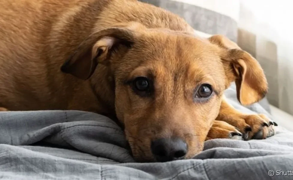 A papilomatose canina é uma doença cutânea que causa verrugas na pele do animal