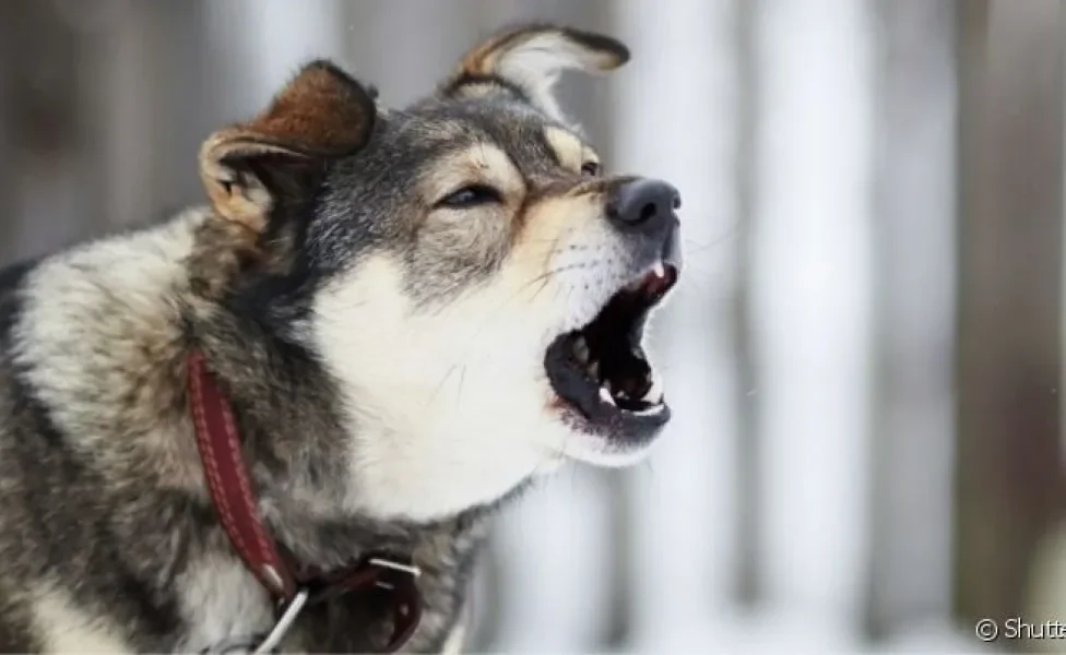 Dentre as razões do por que os cachorros latem pro nada, a audição e olfato apurados são muito comuns