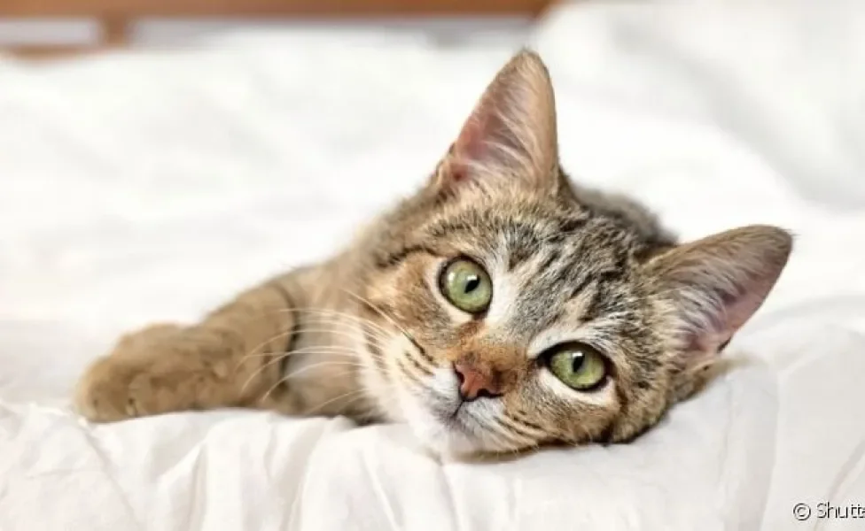 A pif felina é considerada uma das doenças mais graves que podem atingir o gato