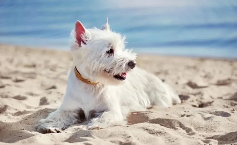 O cachorro pode ir na praia, desde que alguns cuidados sejam tomados