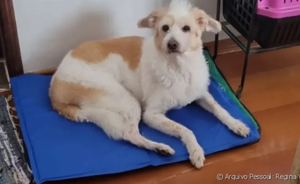 Suzy é uma vira-lata que se adaptou ao tapete gelado para cachorro após um tempo