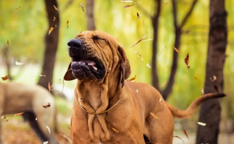 A tosse de cachorro pode representar um perigo para a saúde do animal, ainda mais quando é frequente