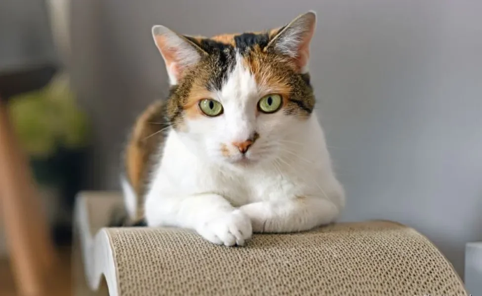  A diarreia em gatos pode ser prevenida com alguns cuidados simples 
