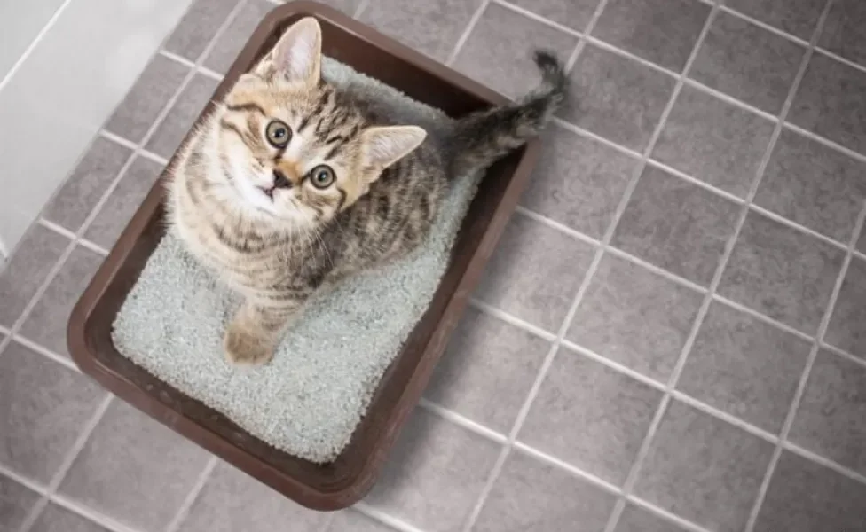  A areia para gato pode ser feita de diferentes materiais 
