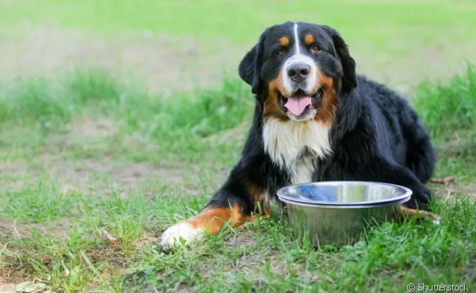 Cachorro não quer comer? Entenda o que muda na alimentação canina nos dias de muito calor