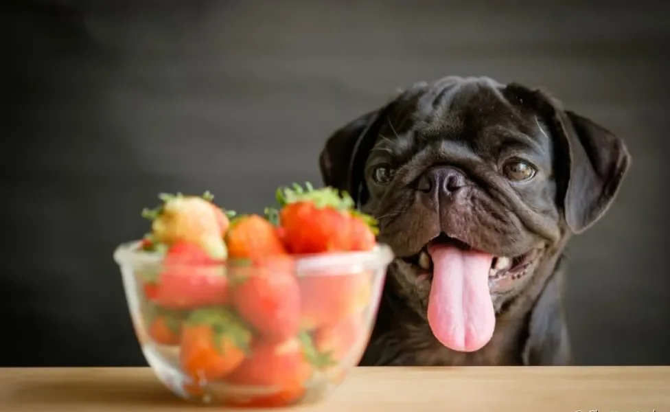 O cachorro pode comer morango em quantidade moderada