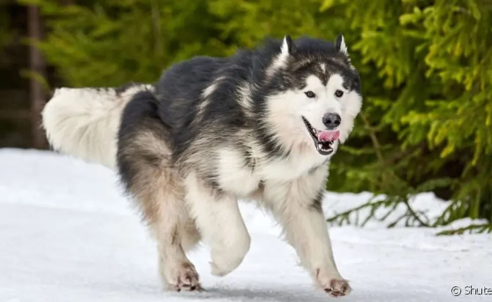 Cachorro que parece lobo: algumas raças possuem essa característica