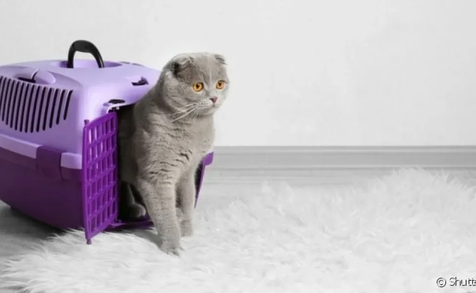 A caixa de transporte para gatos é indispensável para levar o pet no veterinário ou em uma mudança