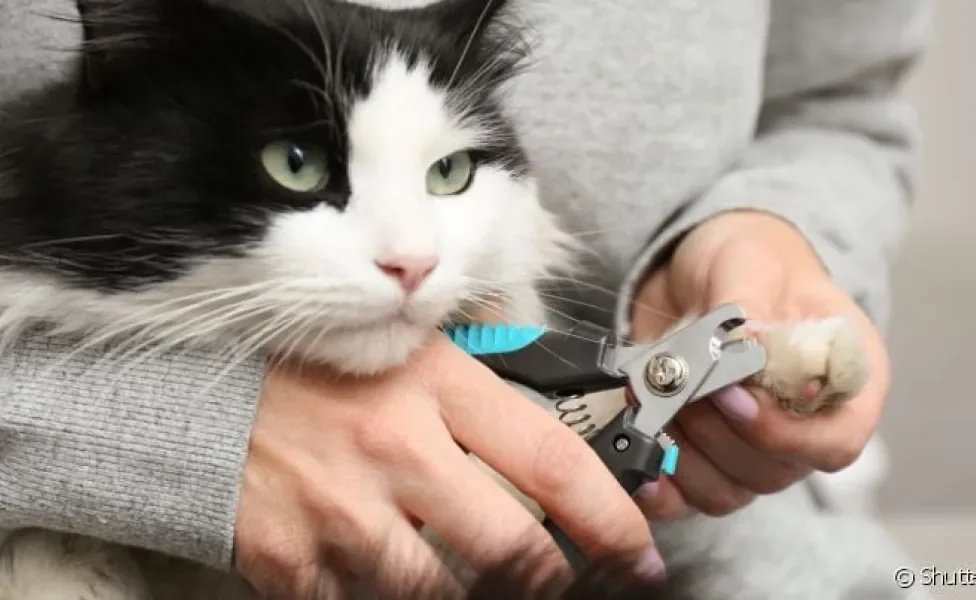Cortar as unhas do gato é um cuidado que melhora a qualidade de vida do pet