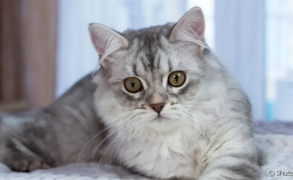 O gato com barriga inchada pode ter muitas causas, desde gases até tumores