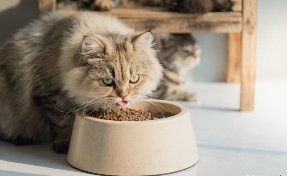 Os gatos sentem calor e isso pode impactar na alimentação do pet
