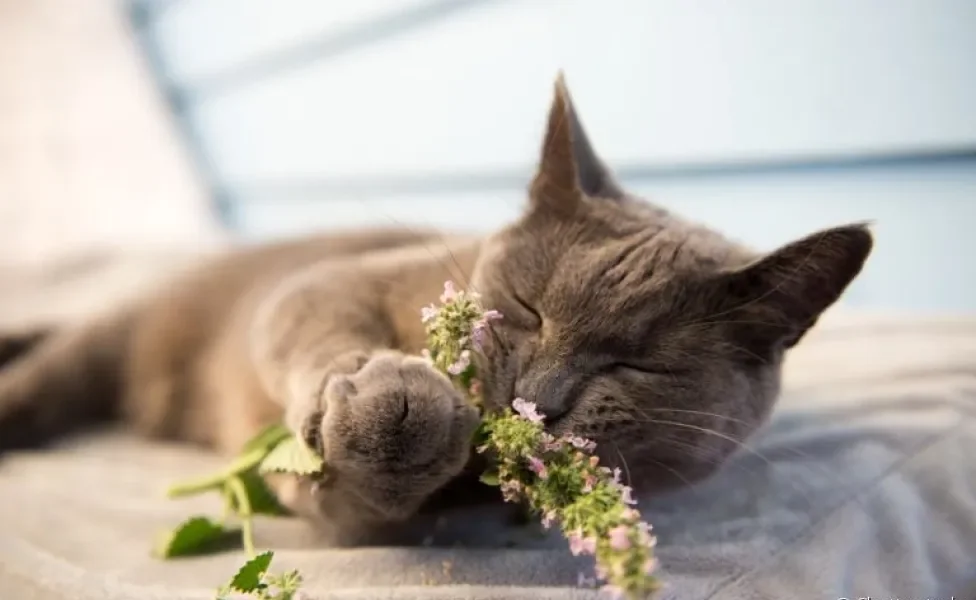 O catnip - ou simplesmente erva de gato - é uma planta com vários benefícios