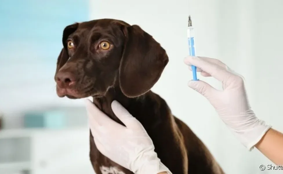 Vacina de raiva: cachorro precisa tomar doses de reforço anualmente