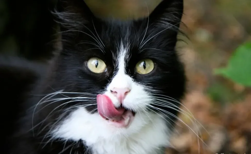A língua do gato é fundamental para a autolimpeza, hidratação e alimentação da espécie