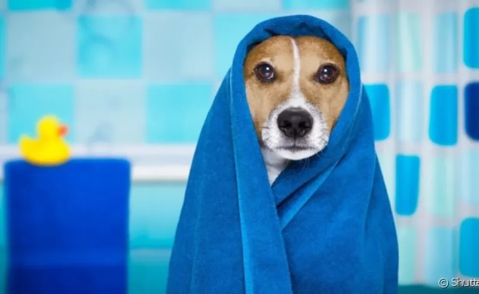 O banho em cachorro é uma situação que pode causar medo em alguns cães