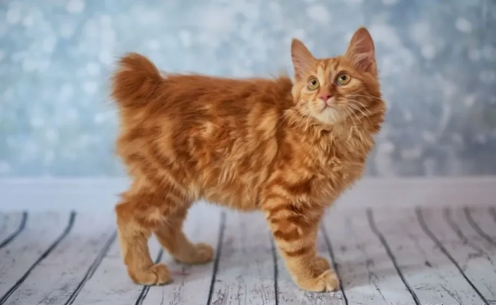 O Bobtail Americano é uma raça de gato com cauda curta e diferentes tipos de pelagem
