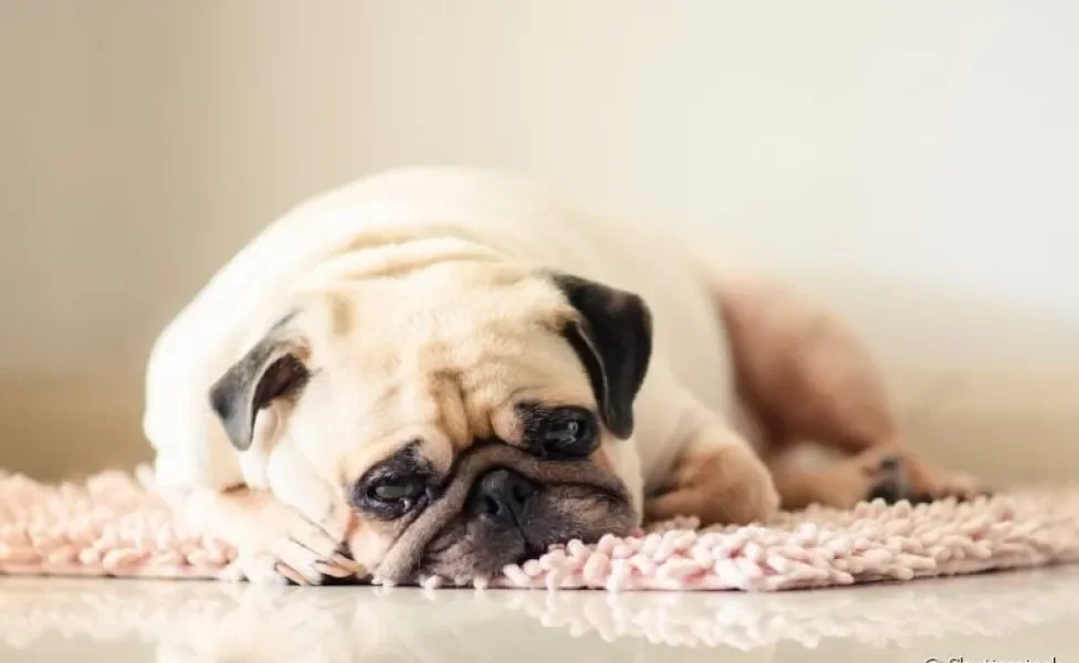 Para cuidar de um cachorro chorando, é importante entender o motivo por trás do choro