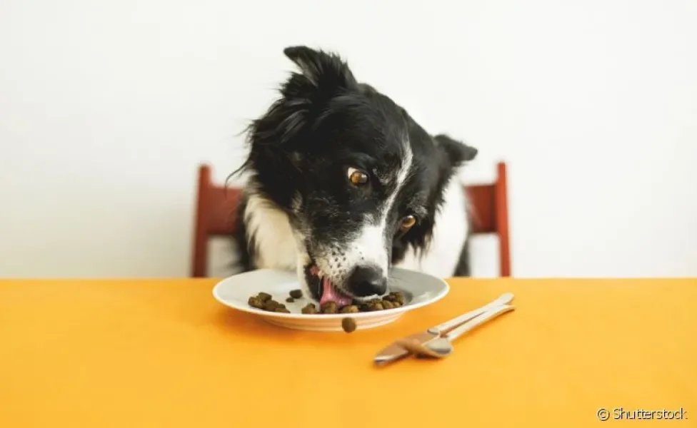 Tem um cachorro vomitando depois de comer? Entenda por que isso acontece e o que fazer! 