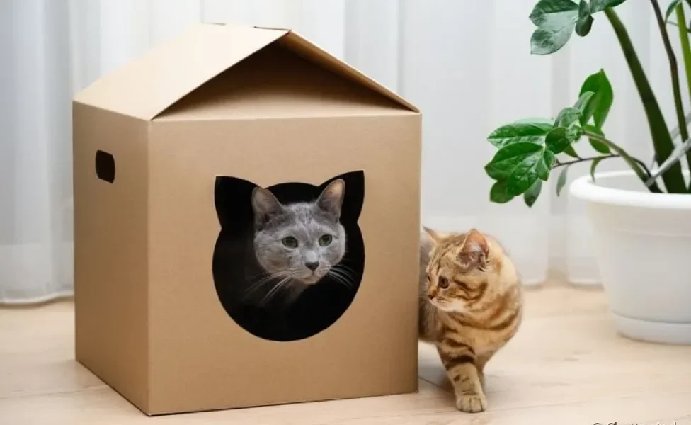 A casinha de papelão para gato é uma versão mais prática e barata, porém não dura muito 