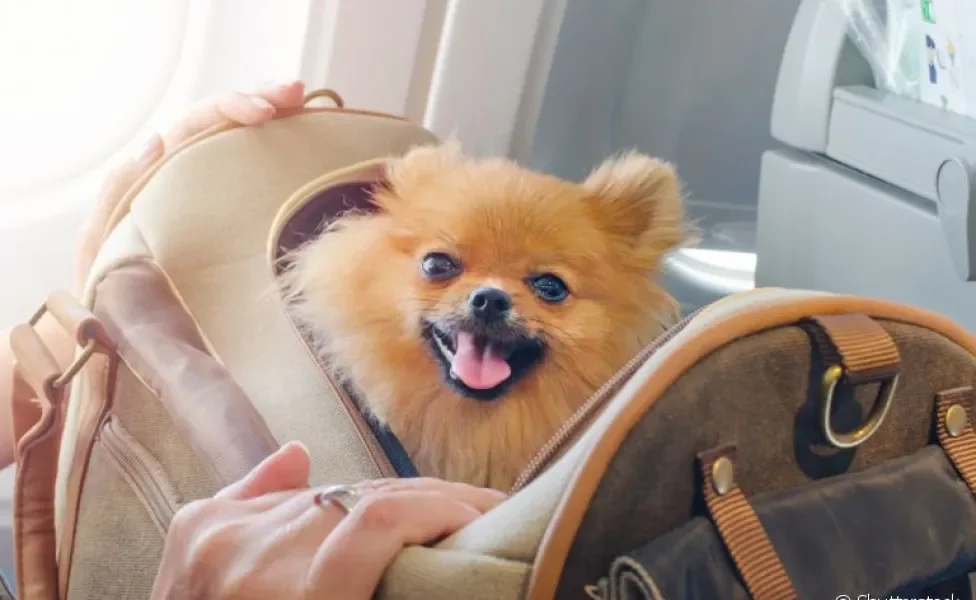 O cão de apoio emocional pode viajar com o tutor dentro da cabine de avião, dependendo do destino e companhia aérea