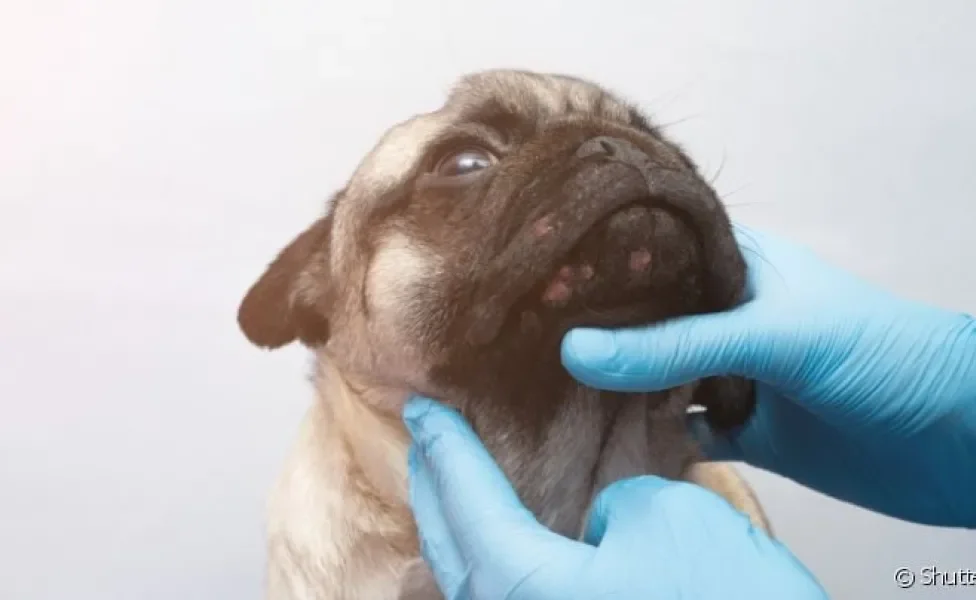 A acne canina se manifesta principalmente na região dos lábios, queixo e focinho