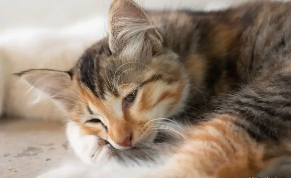 A insuficiência renal em gatos pode deixar o animal bastante debilitado