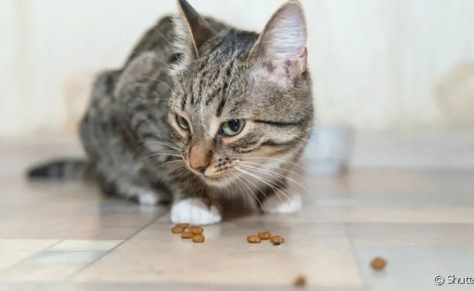 Regurgitação: gatos podem vomitar ração por estarem comendo rápido demais
