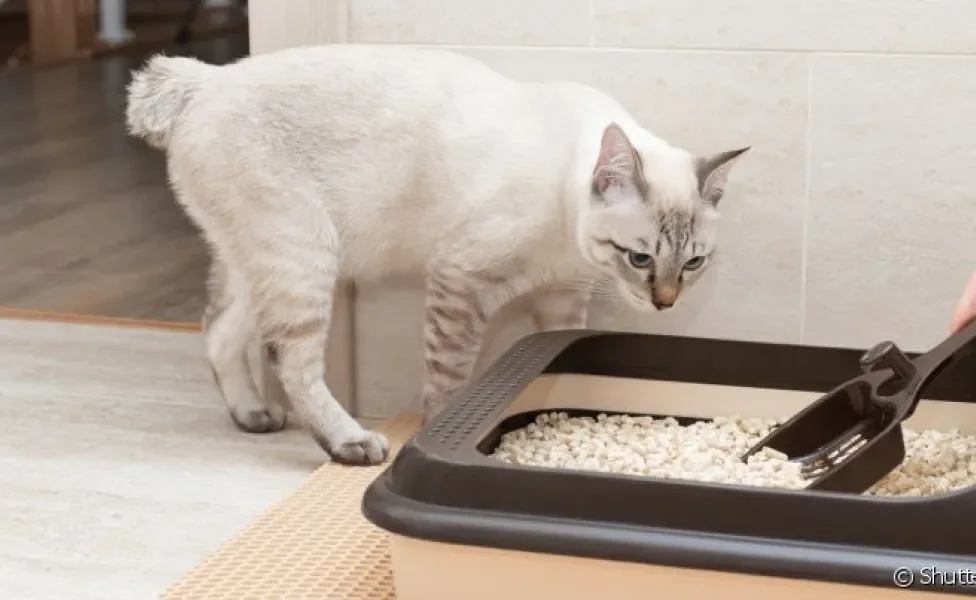 O granulado de madeira para gato é biodegradável e pode ser descartado no vaso sanitário sem risco de entupimento