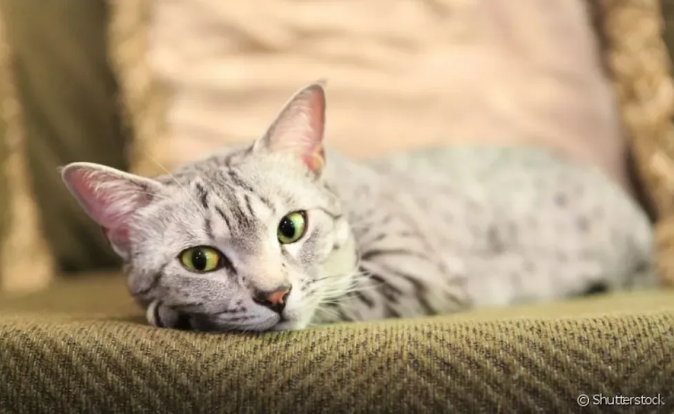 O Mau Egípcio é uma raça de gato cinza que tem várias qualidades