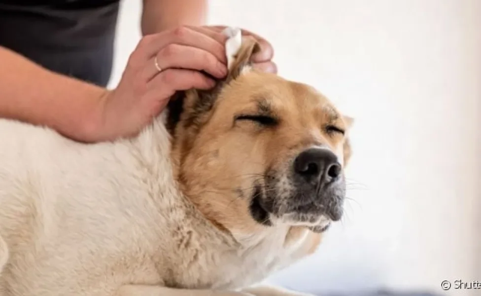 A otite canina provoca muita coceira, além de excesso de cera no ouvido do cachorro e mau cheiro
